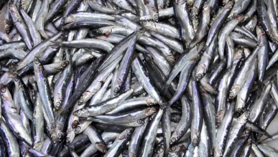 Karadeniz'de Hamsi Sezonu Başladı