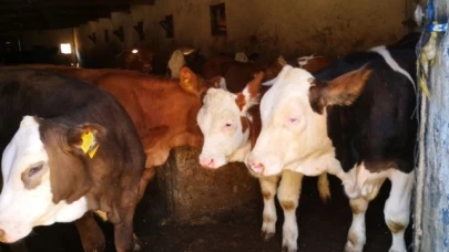 Şap nedeniyle 15 köy karantinaya alındı!