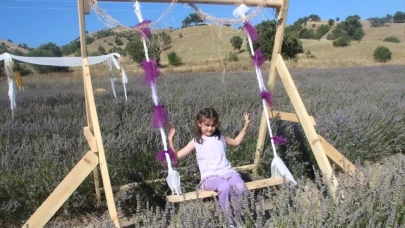 Taşova'da Lavanta Hasat Şenliği Düzenlendi