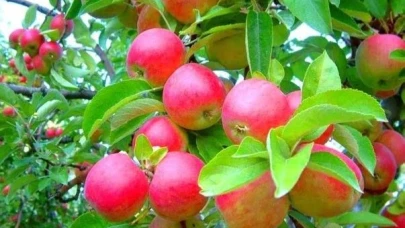 AMASYA MİSKET ELMA FİDANI ALIMI YAPILACAK