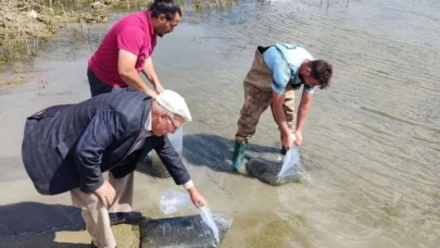 700 Bin Yavru Sazan Bırakıldı