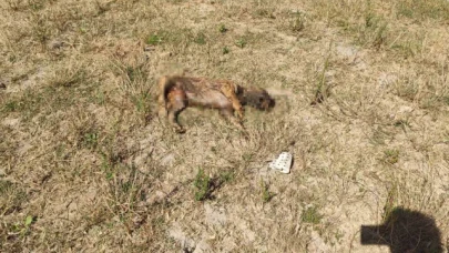 Alibey Barajı'ndaki köpek ölülerini İSKİ temizlemeyince, Sultangazi Belediyesi topladı