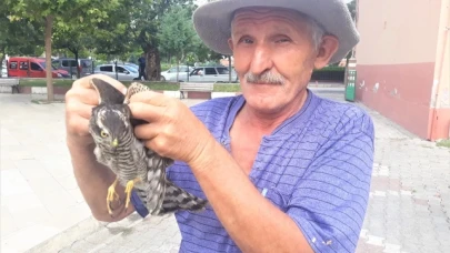 Amasya'da yaralı atmaca koruma altına alındı