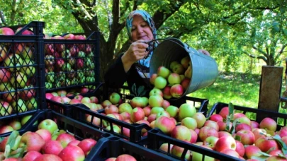 Amasya'nın 2 bin yıllık sembolü misket elmasının hasadı başladı