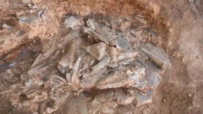 Denizli'de 9 milyon yıl öncesine ait oklu kirpi ve kuş fosili bulundu