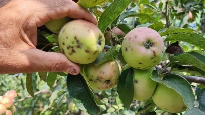 Elma üreticilerinin başı 'kara leke' ile dertte