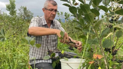 Fındığa alternatif dikti, ilk hasadını yaptı