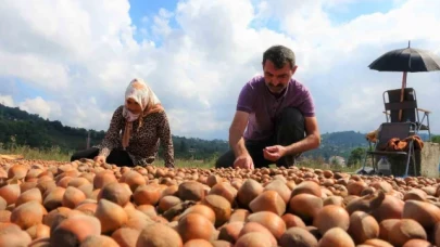 Fındık üreticilerinin zorlu kurutma mesaisi