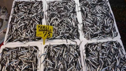 Hamsi sezonu erken başladı ancak bu ihracatına yansımadı
