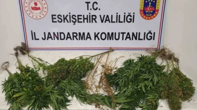 Ormanlık alanda kenevir yetiştiren şahıslar hakkında işlem başlatıldı