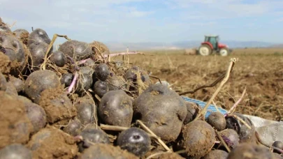 Amasya'da da üretilen mor patates Anadolu'ya yayılıyor