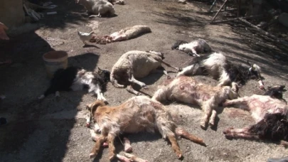 Başıboş köpekler 50'den fazla küçükbaş hayvanı telef etti