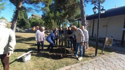 Osmancık'ta yılın ilk zeytin hasadı yapıldı