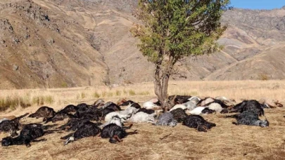 Yıldırım düştü, 62 hayvan telef oldu