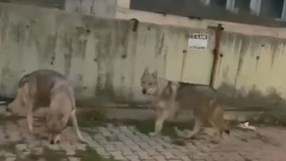 Aç kalan kurtlar şehir merkezine indi