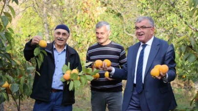 Amasyalıların 'Sarı altını' cennet hurması