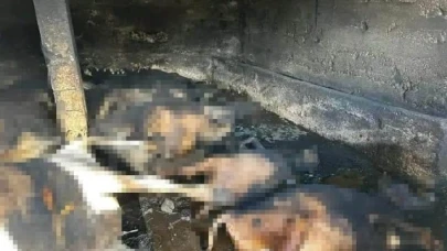 Çıkan yangında 12 hayvan telef oldu