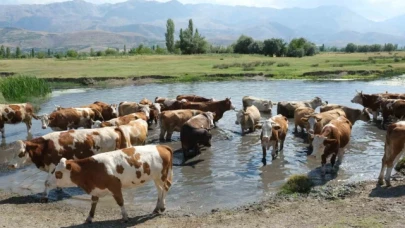 Hayvancılık destekleme için başvuru tarihleri açıklandı