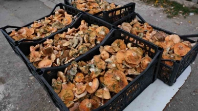'Kanlıca mantar' sezonu başladı