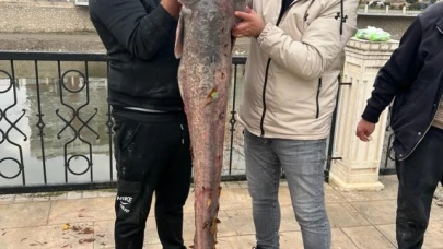 Amasya'da 1,5 metrelik yayın balığı yakalandı