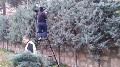 Belediye ekipleri ağaçları buduyor