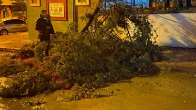 Merzifon’da Şiddeti Rüzgar Ağaç Devirdi