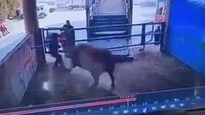 Mezbahada boğanın saldırdığı adam hayatını kaybetti