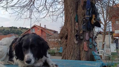 Ayakkabısı kaybolan bu ağaca koşuyor