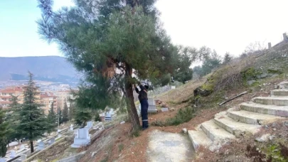 Mezarlıkta Ağaç Budama Çalışmaları Yapılıyor