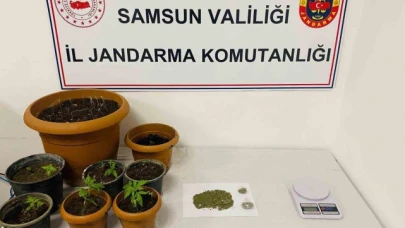 40 kök kenevir, 25 gram esrar ele geçirildi