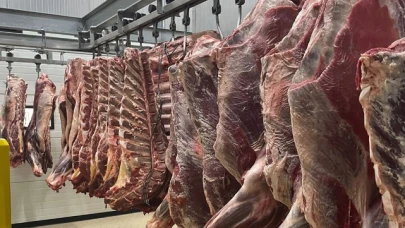Amasya DSYB Dana Kesimleri Devam Ediyor