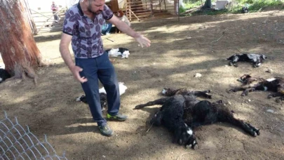 Yasaklı cins köpekler ağıldaki 57 oğlağı telef etti