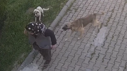 Başıboş köpek dehşeti kamerada: Yaralanan kadın tanınmaz hale geldi