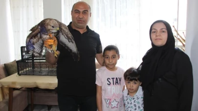 Bayram misafiri yaralı şahini et ve yaprak sarmasıyla besliyorlar