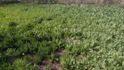 İzinsiz haşhaş eken 4 kişi gözaltına alındı