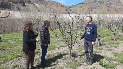 Meyve bahçelerinde hastalık ve zararlılara dikkat