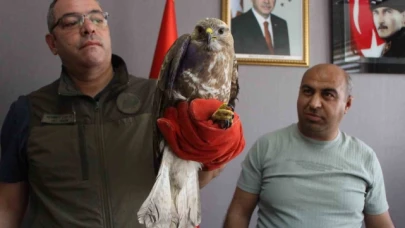 Yaralı şahin 'Bayram' tedavi altına alındı