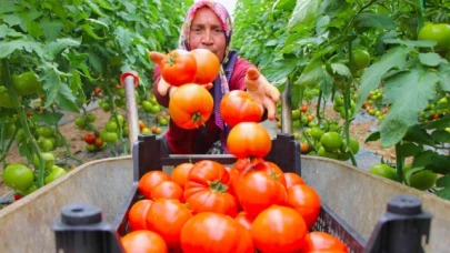 Amasya'da domates hasadı başladı, 100 bin ton rekolte bekleniyor