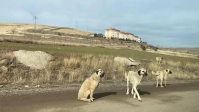 Parkta yürüyen vatandaş başıboş köpeklerin saldırısına uğradı