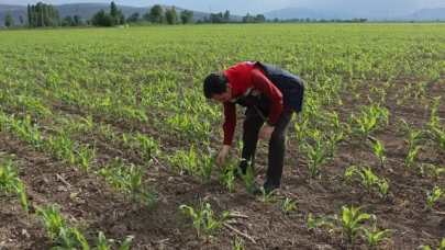 Çetin, Mısır Ekim Alanlarında İncelemelerde Bulundu