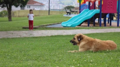 Çocuk parkında dehşet: 5 yaşındaki kız, kaydırak altında yatan köpeğin saldırısına uğradı