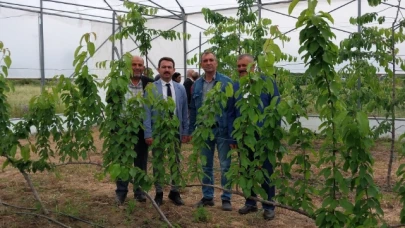 Güneş, "Örtü Altı Kiraz Yetiştiriciliği" Çalıştayına Katıldı