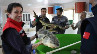 Havyarının kilosu 2 bin 500 dolardan satılıyor