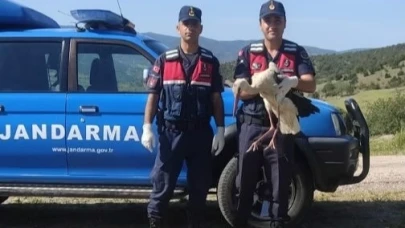 Jandarmanın Bulduğu Leylek Koruma Altına Alındı