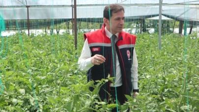 Salatalık Hasadı Başladı