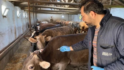 Şap Aşılama Ve Küpeleme Çalışmaları Devam Ediyor