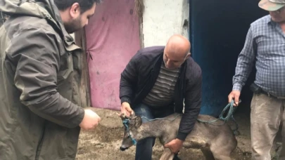 Sulama kanalına düşen karacayı boğulmaktan kurtardı
