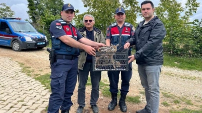 Taşova’da Devriye Atan Jandarmalar 2 Yavru Karaca Buldu