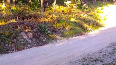 Vaşak kendini böyle kamufle etti, Amasya OBM fotoğrafını 'Hayalet geziyor. Görebiliyor musunuz?' notuyla paylaştı