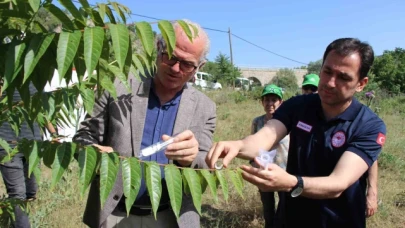 Karadeniz'i kahverengi kokarcadan samuray arılar koruyacak